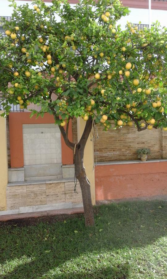 Lemon Garden Hostel Sevilla Екстериор снимка